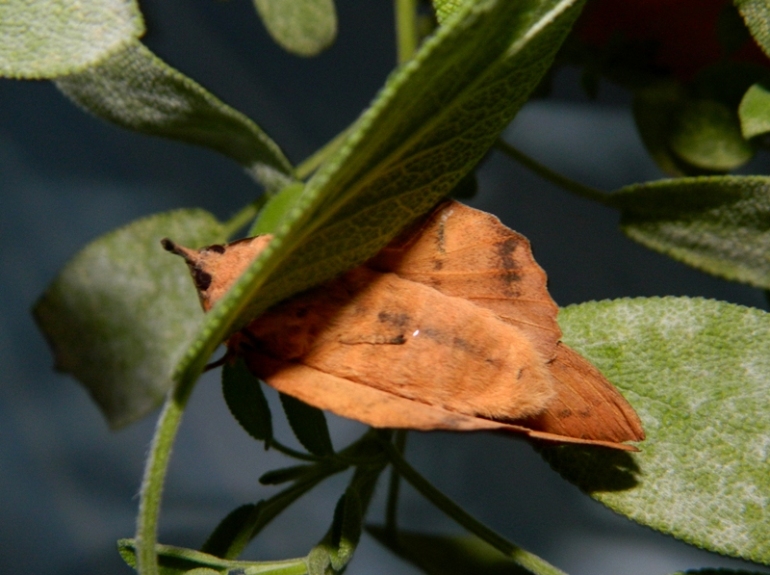 Gastropacha (Stenophylloides) populifolia